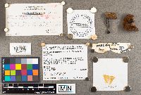 Suillus neoalbidipes image