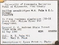 Suillus neoalbidipes image