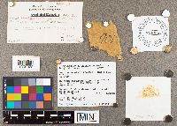 Suillus neoalbidipes image