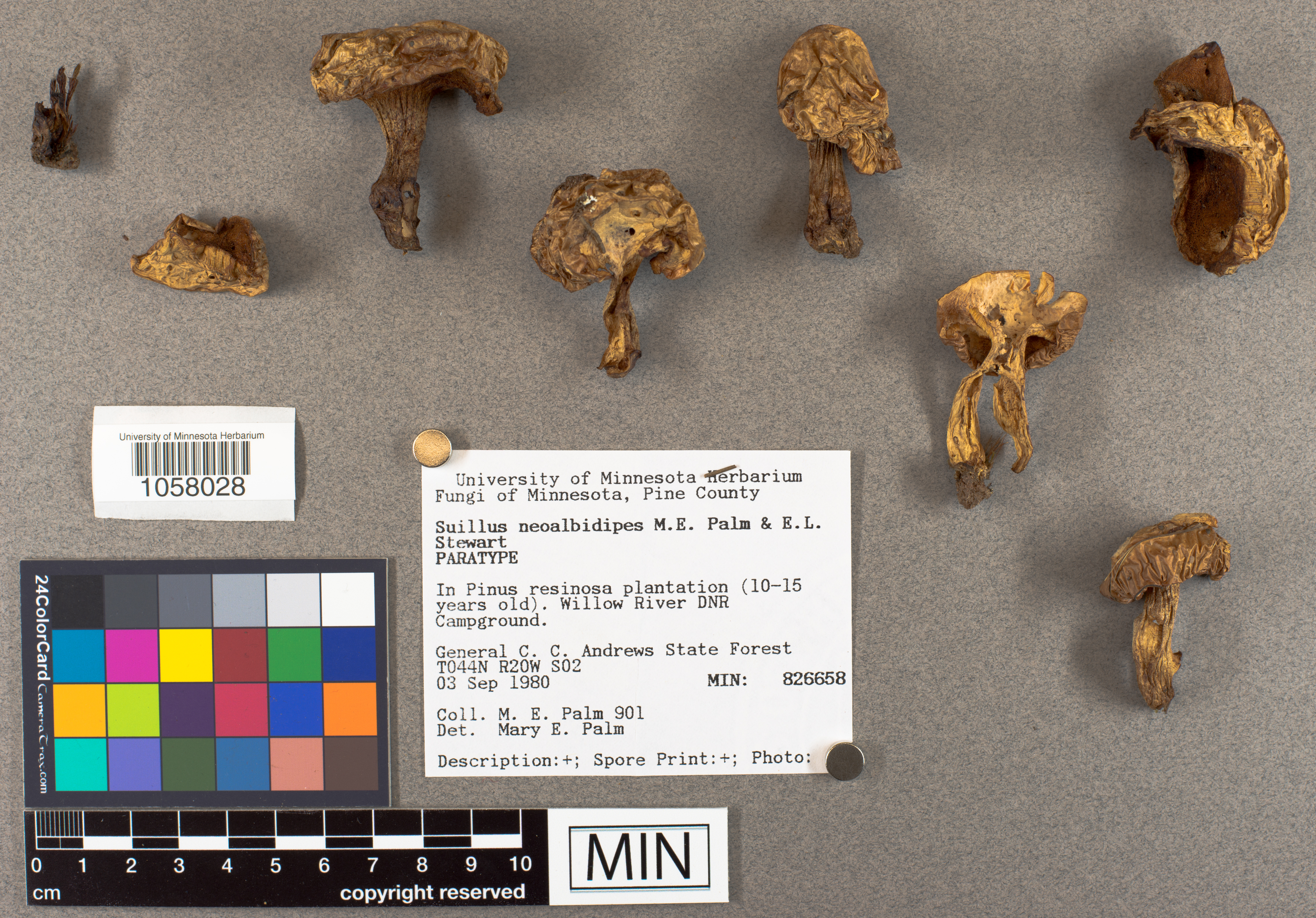 Suillus neoalbidipes image