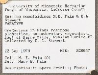 Suillus neoalbidipes image