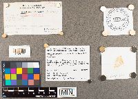 Suillus neoalbidipes image