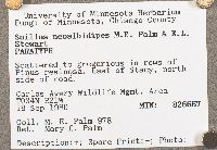 Suillus neoalbidipes image