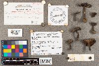 Suillus neoalbidipes image