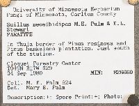 Suillus neoalbidipes image