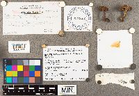 Suillus neoalbidipes image