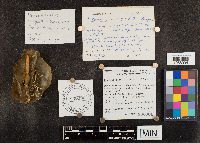 Media resource of Pterulicium echo