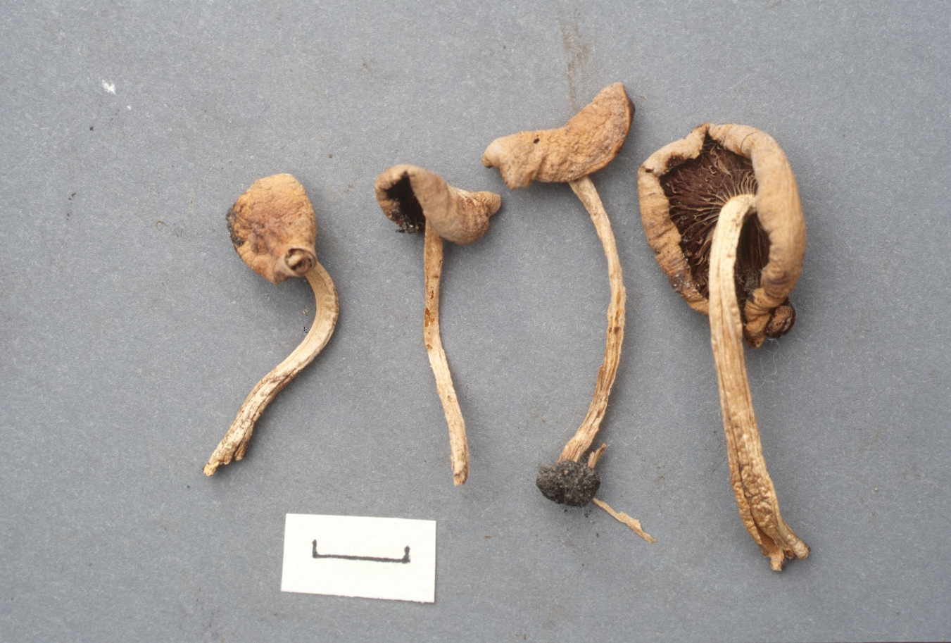 Psilocybe cystidiosa image