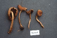 Psilocybe cystidiosa image