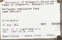 Psilocybe cystidiosa image