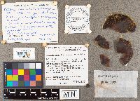 Pterulicium echo image