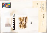 Battarreoides diguetii image