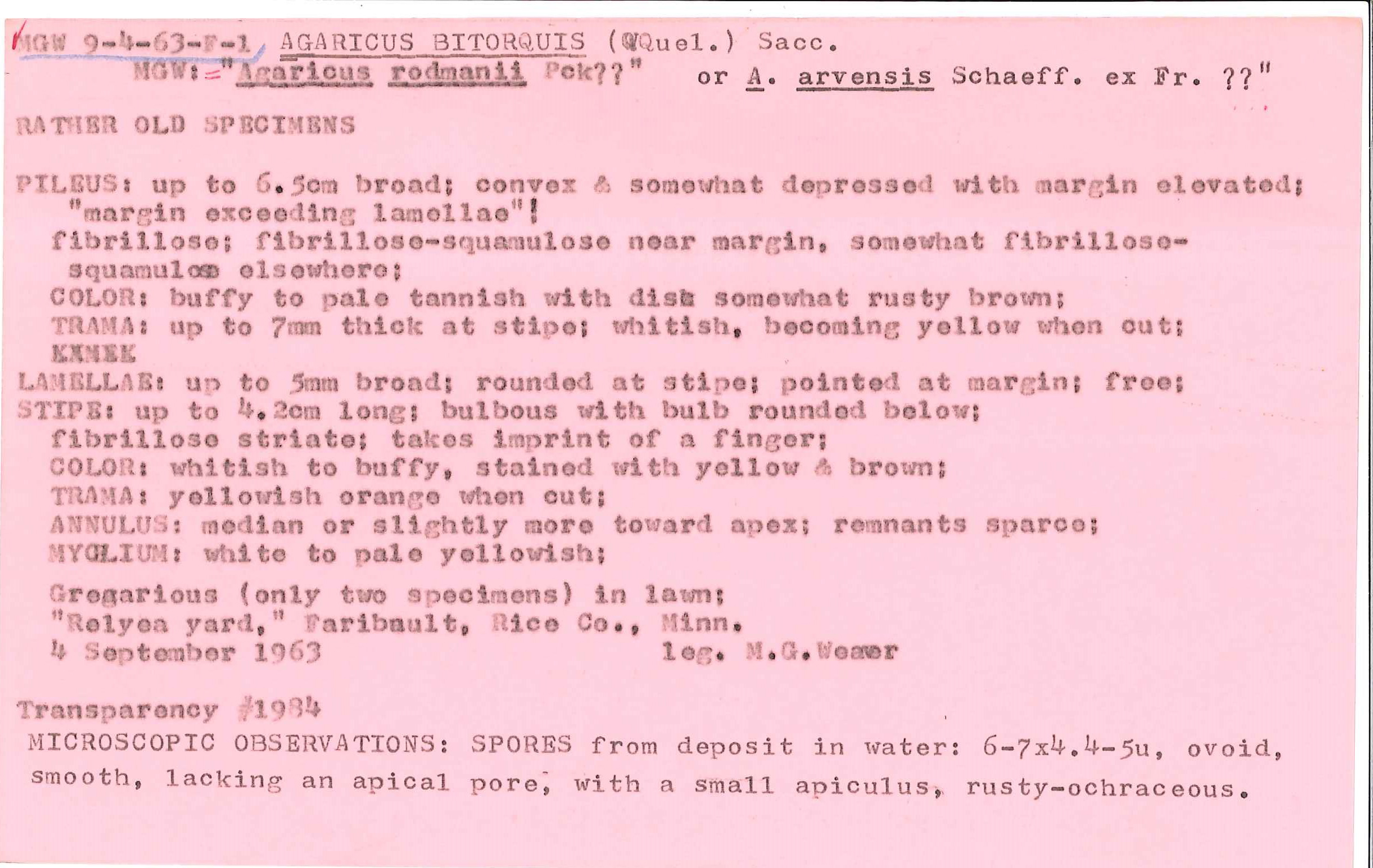 Agaricus bitorquis image