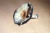 Agaricus bitorquis image