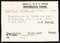 Agaricus bitorquis image