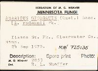 Agaricus bitorquis image