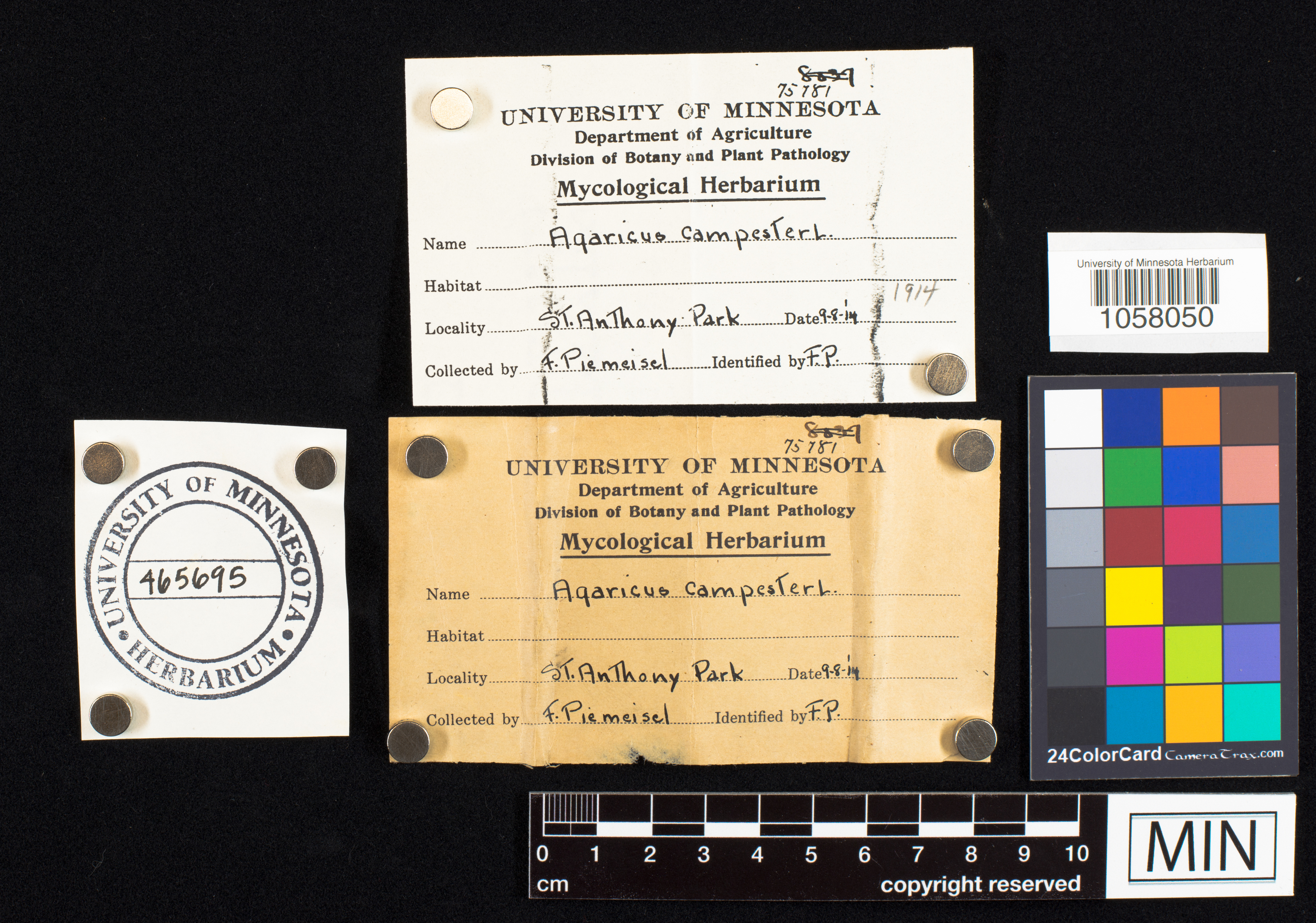 Agaricus campester image