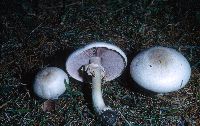 Agaricus arvensis image