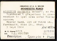 Agaricus arvensis image