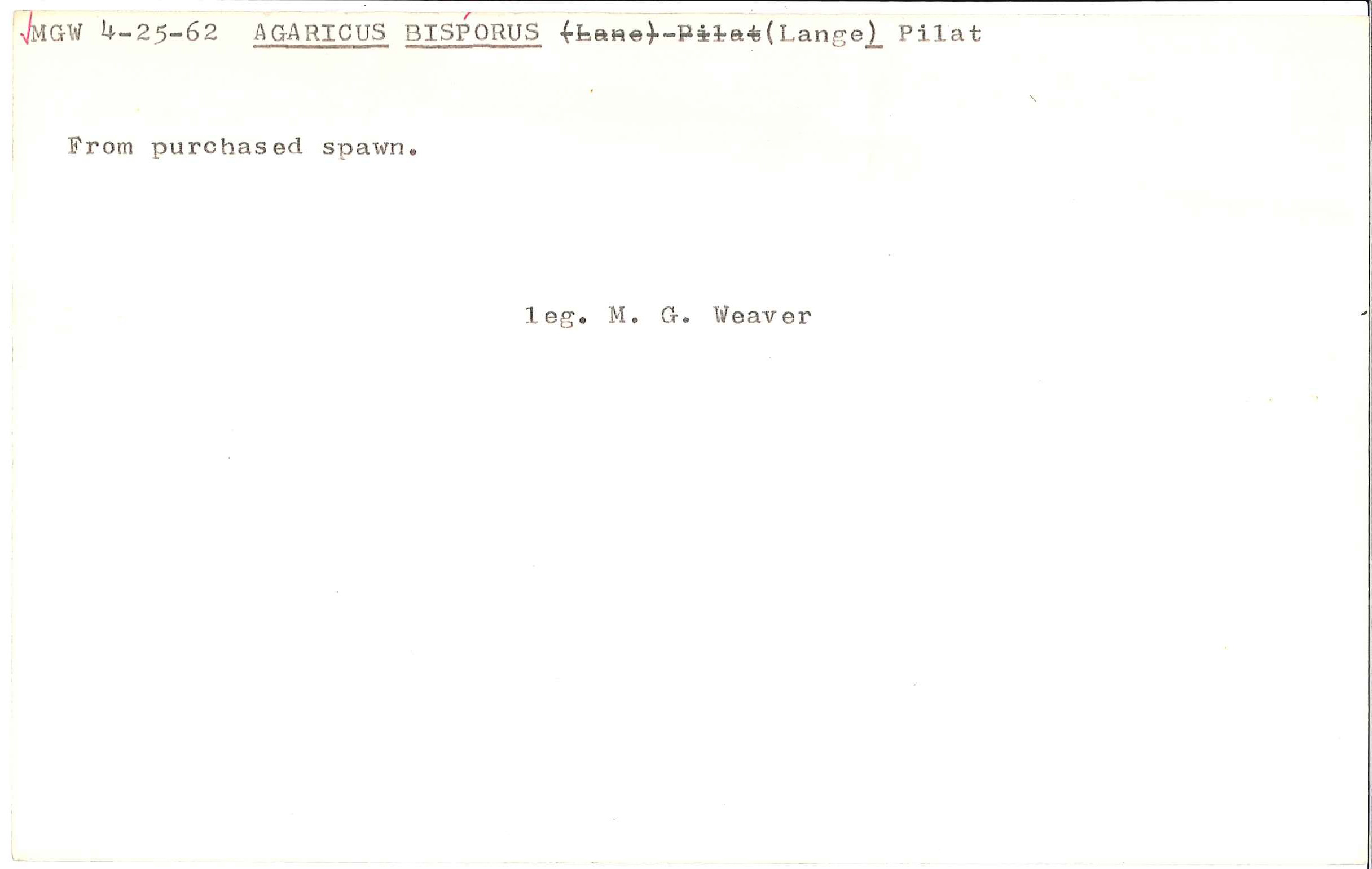 Agaricus bisporus image