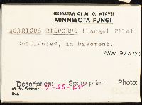 Agaricus bisporus image