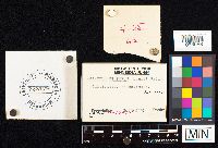 Agaricus bisporus image