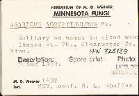 Agaricus silvicola image