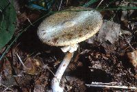 Agaricus silvicola image