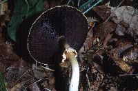 Agaricus silvicola image