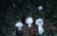 Agaricus arvensis image