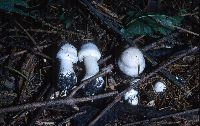 Agaricus arvensis image