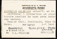 Agaricus arvensis image