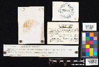 Agaricus arvensis image