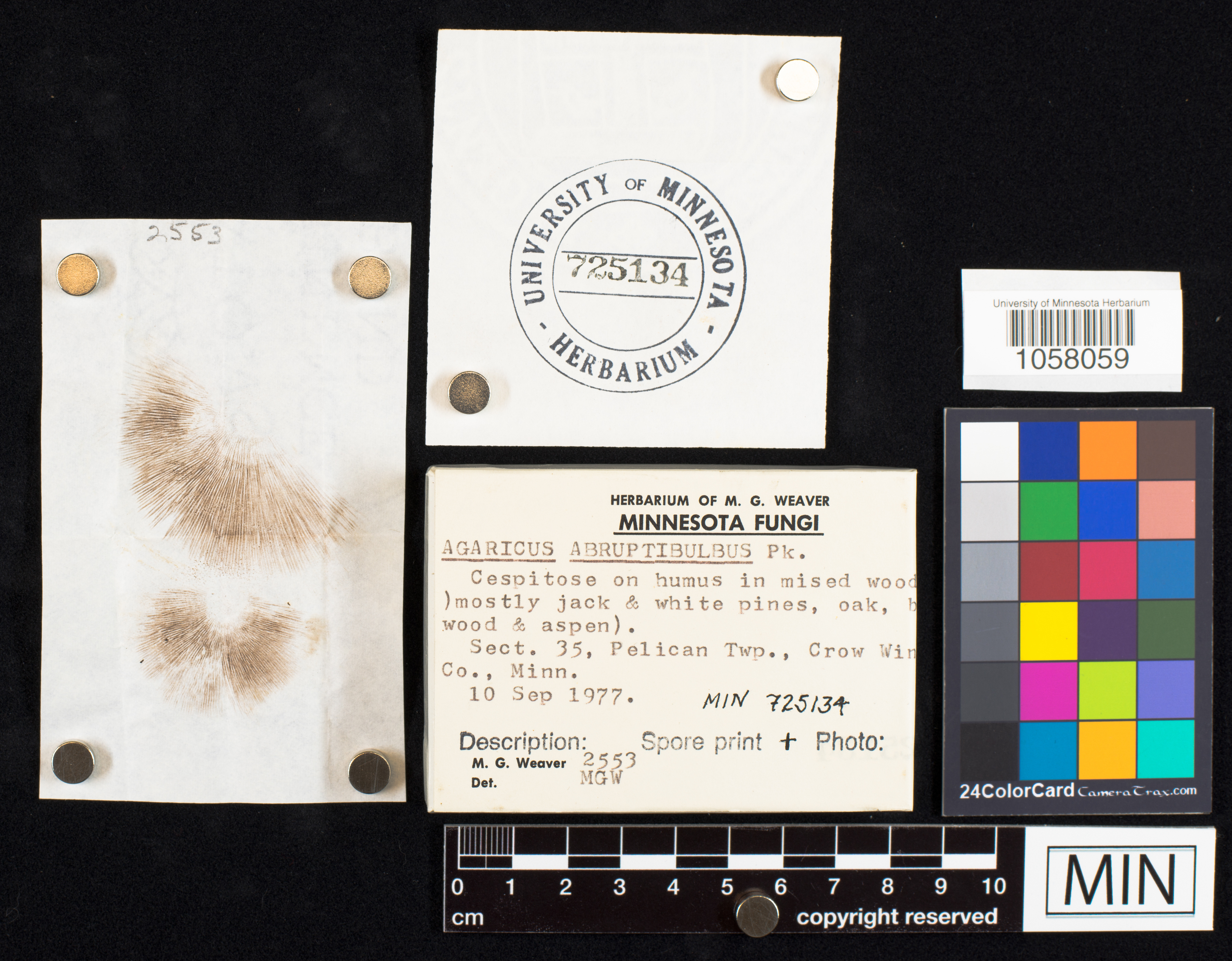 Agaricus silvicola image