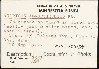 Agaricus silvicola image