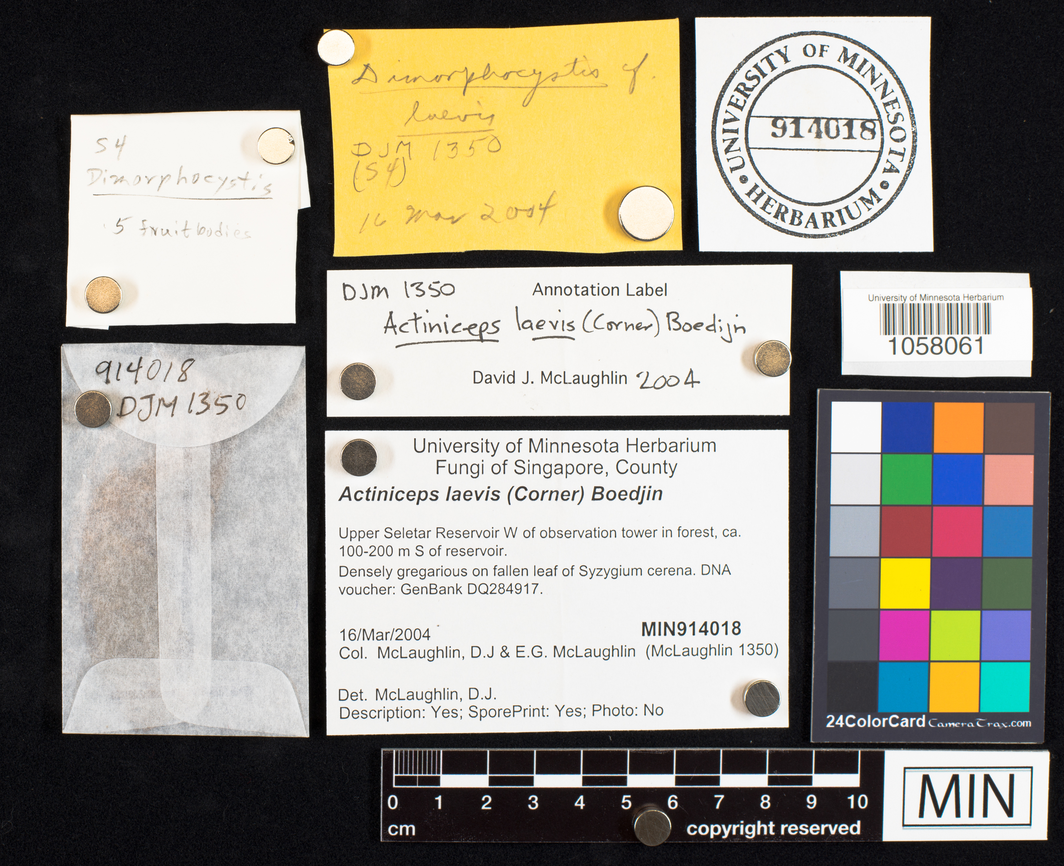 Dimorphocystis laevis image