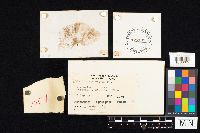 Agaricus placomyces image