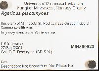 Agaricus placomyces image