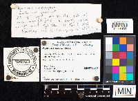 Agaricus placomyces image