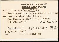 Agaricus placomyces image