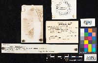 Agaricus placomyces image