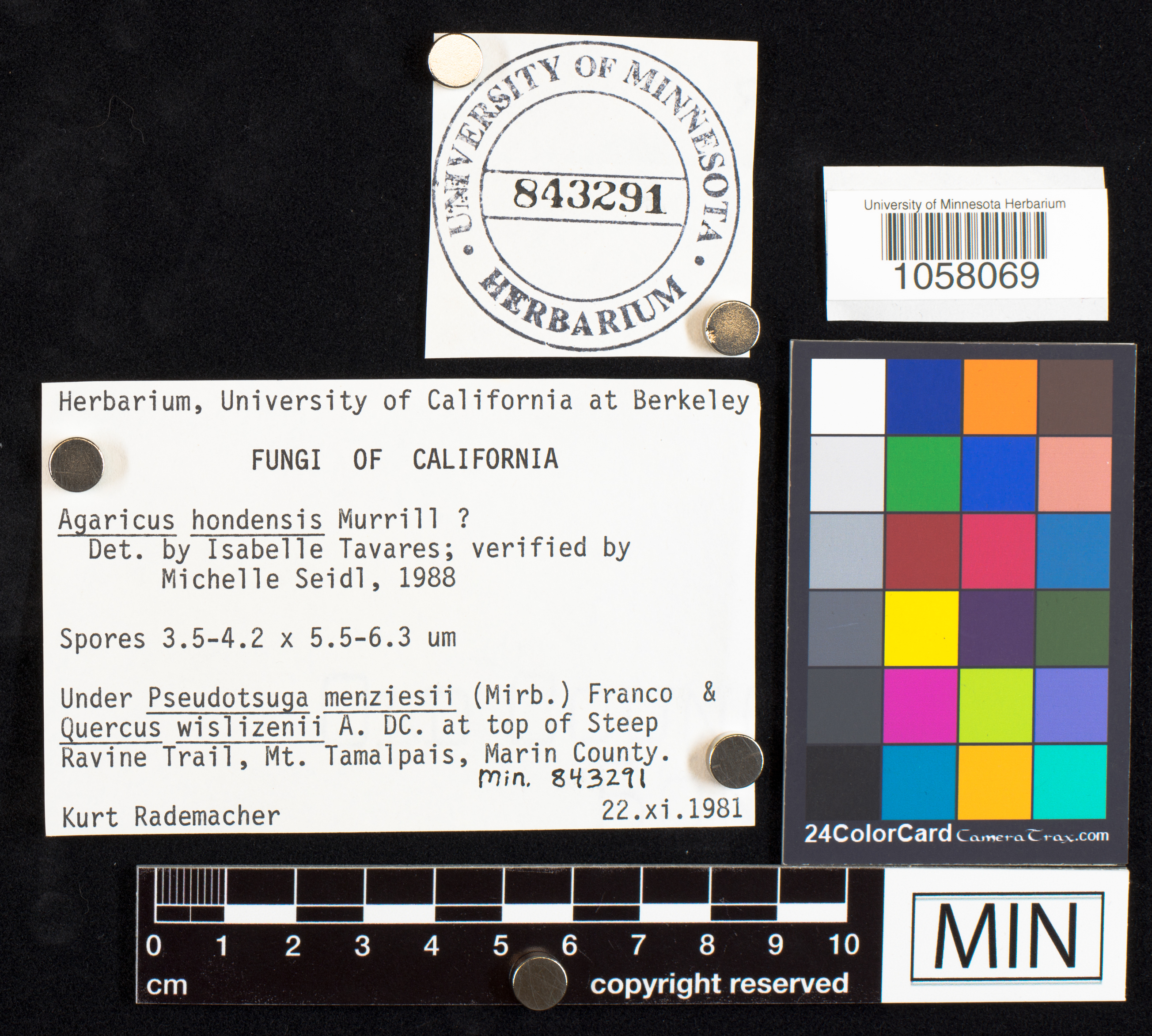 Agaricus hondensis image