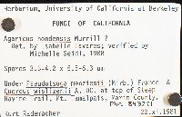 Agaricus hondensis image