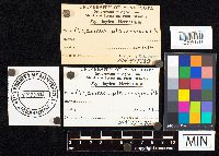 Agaricus placomyces image