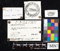 Agaricus diminutivus image