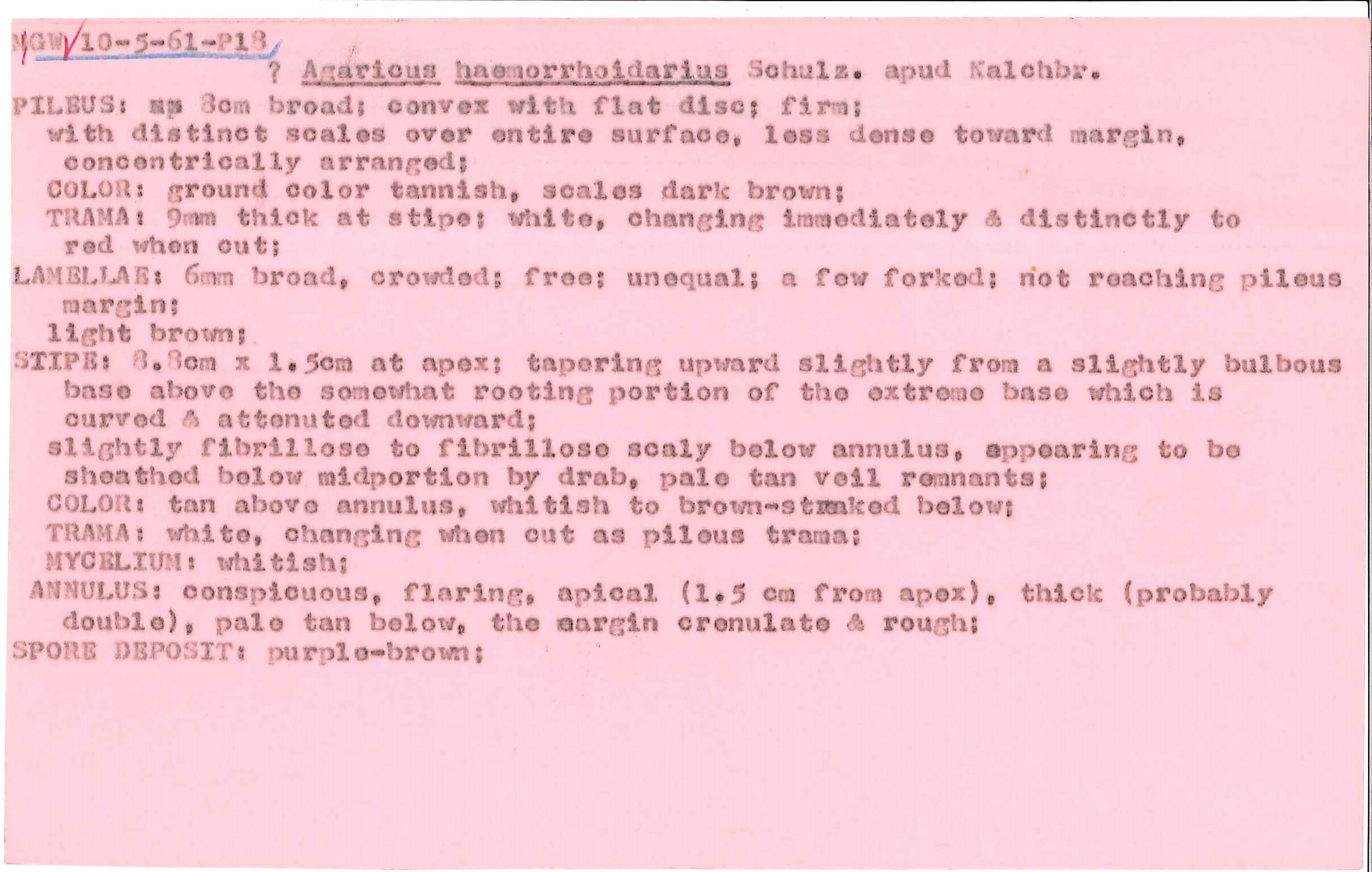 Agaricus haemorrhoidarius image