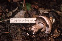Agaricus haemorrhoidarius image