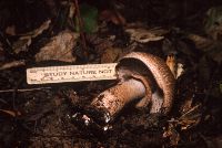 Agaricus haemorrhoidarius image