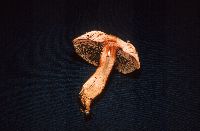 Agaricus haemorrhoidarius image