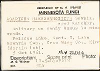 Agaricus haemorrhoidarius image